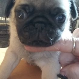 Pugs from Sunset Farms