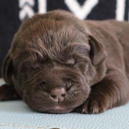 Boy 3 - Chocolate male Labrador Retriever puppy in Camden, Indiana from Camden's Caring Canines