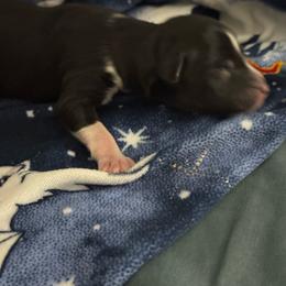 Girl 5 - Black tri female Miniature Australian Shepherd puppy in Murfreesboro, Tennessee from Skye’s Waggin’ Aussies