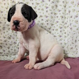 Larissa - Black and white female Great Dane puppy in Bay City, Michigan from Monarch Danes