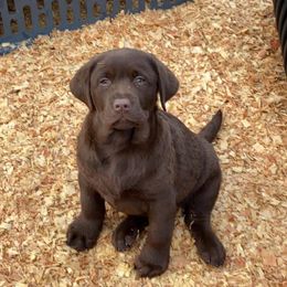 English Springer Spaniel and Labrador Retriever Puppies from Buffie Gonzales