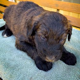 Bernedoodle and Siberian Husky Puppies from Timberline Paws