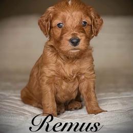 Remus (Brown Collar) - Red  male Goldendoodle puppy in Portland, Oregon from Smith Family Doodles
