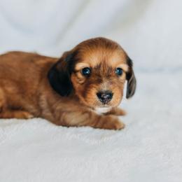 Dachshund Puppies from Iowa Dachshunds