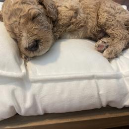 Paddington - Red  male Poodle puppy in Calimesa, California from Coriander Pups
