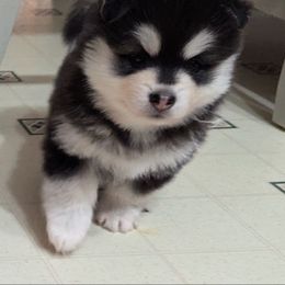 Riley - Black and white female Pomsky puppy in Waxhaw, North Carolina from Waxhaw Pomskys