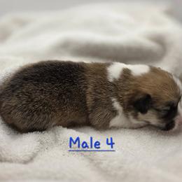 Sparkler - Red male Pembroke Welsh Corgi puppy in Powhatan, Virginia from Ranch Hand Corgis