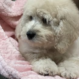 Goldendoodle Puppies from Doodle Paradise