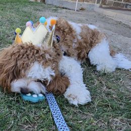 Cavapoo and Poodle All Grown Up from Bright Morning Star Pups