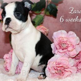 Girl 7-Zara - Black and white female Boston Terrier puppy in North Central, Vermont from Windy Valley’s Bostons
