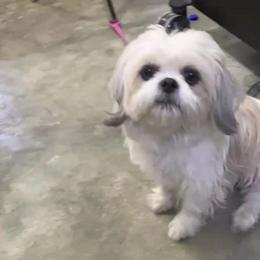 Bunny - Shih Tzu