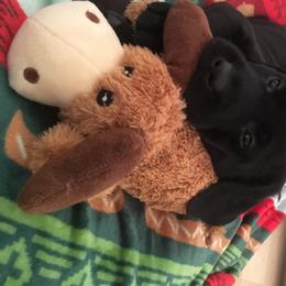Golden Retriever and Labrador Retriever Puppies from Bear Pond Retrievers