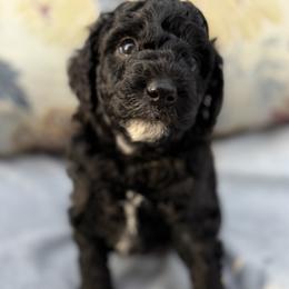 Bernedoodle Puppies from Loves legacy Doodles