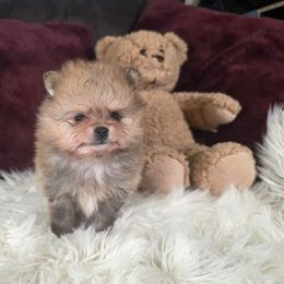 Eeyore - Red sable male Pomeranian puppy in Smithville, Texas from Lafary Poms