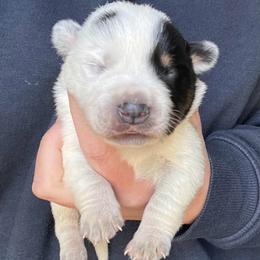 Boy 4 - Blue male Australian Cattle Dog puppy in Irvington, Kentucky from Dry Valley’s Australian Cattle Dogs
