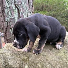 Black-White tanpoint - Mantle male Great Dane puppy in Greenville, South Carolina from Allen’s Ridge Ranch