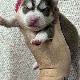 Names coming for now boy 1 - Red and white male Pomsky puppy in Casa Grande, Arizona from Arizonas Pomsky Squad