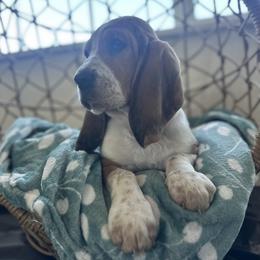 Minnie - Black white and brown female Basset Hound puppy in Gerber, California from In The Zone Dog Training and Breeding
