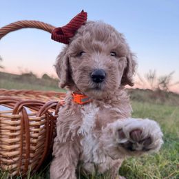 Feyre - Cream female Labradoodle puppy in Watertown, Tennessee from PawfectBud