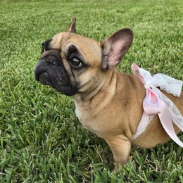 Lily - French Bulldog