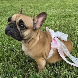 Lily - French Bulldog
