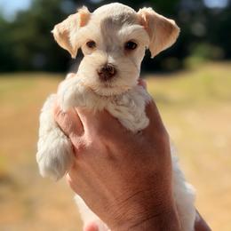 Leia - White female Miniature Schnauzer puppy in Warrenton, Oregon from Tiny Shadow Schnauzers