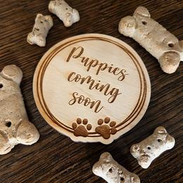 Shih Tzu puppies from Beirin Breige Shih Tzus