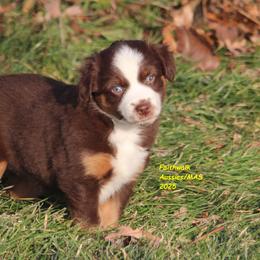 Solar - Red tri-color male Miniature American Shepherd puppy in Hillsdale, Michigan from Faithwalk Aussies and Mini American Shepherds