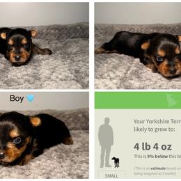 Tito - Black and gold male Yorkshire Terrier puppy in Cleveland, Tennessee from Moody’s Morkies and More