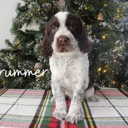Drummer - Liver white and roan male English Springer Spaniel puppy in Barnstead, New Hampshire from C & S Farms
