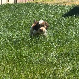Archie - Liver white and tan male English Springer Spaniel puppy in Coeur D'alene, Idaho from Springer Hollow