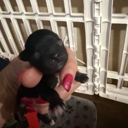 Velma - Chocolate sabled fawn female Chihuahua puppy in Dime Box, Texas from Color Me Crazy Chihuahuas