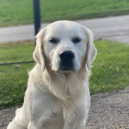 X-Treme - Golden Retriever