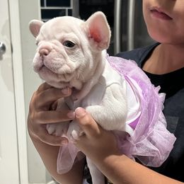 French Bulldog Puppies from Avelar’s Top Shelf Frenchies