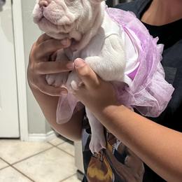 French Bulldog Puppies from Avelar’s Top Shelf Frenchies