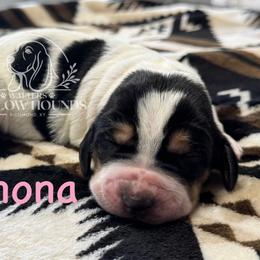 Winona - Black white and brown female Basset Hound puppy in Richmond, Kentucky from Walters Hollow Hounds