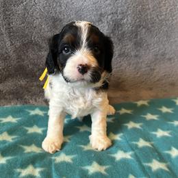Yellow Collar - Traditional Tri - Tri-color female Cavapoo puppy in Tempe, Arizona from Springerdoodles Plus AZ