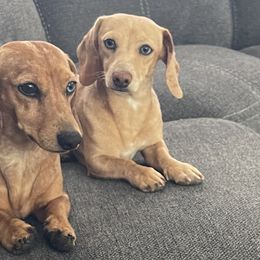 Dachshunds from Candy Siangco