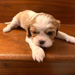 Girl 1 - Blenheim female Cavalier King Charles Spaniel puppy in Louisville, Kentucky from Royal Quin Cavaliers