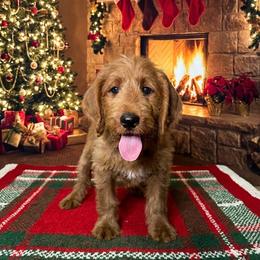 Bandit - Red male Labradoodle puppy in Beecher, Illinois from Erica’s Doodles