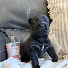 Female 2 - Sable female German Shepherd puppy in Denver, Colorado from Morales Kennels