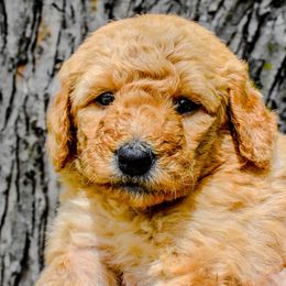 Goldendoodles from Oodles of Doodles