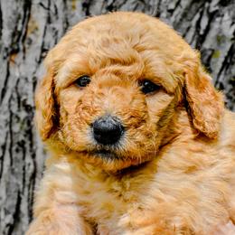 Goldendoodles from Oodles of Doodles