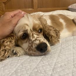 Cocker Spaniel All Grown Up from Sweet Peach Cocker Spaniels