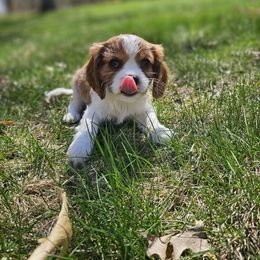 Cavalier King Charles Spaniel Puppies from Grand Oaks Cavaliers