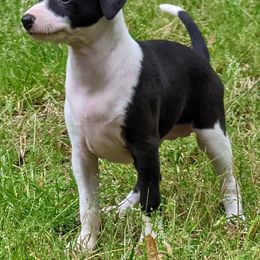 Italian Greyhound Puppies from Alura Italian Greyhounds