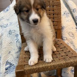 Bradford - Sable and white male Collie puppy in Beaver, Oklahoma from Lawson’s Lassies