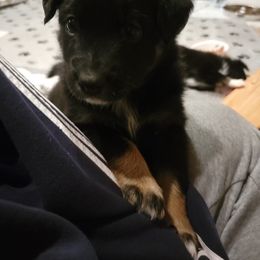 Australian Shepherd Puppies from Summit Australian Shepherds