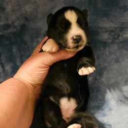 Porsche - Black and white female Siberian Husky puppy in Urbana, Ohio from Fairhaven's Siberian Huskies
