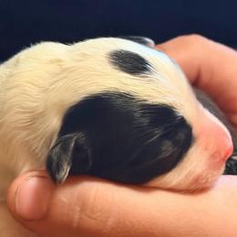 Male with Spot - Black and white male Border Collie puppy in Lebanon, Oregon from Cahill’s Canines
